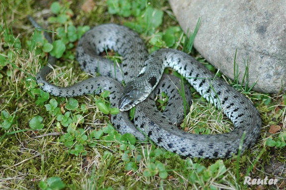 Barrenringelnatter (Natrix natrix helvetica)